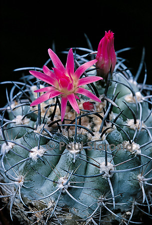 Eriosyce subgibbosa subsp. clavata