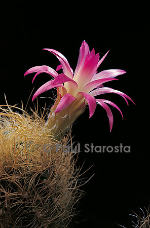 Eriosyce senilis