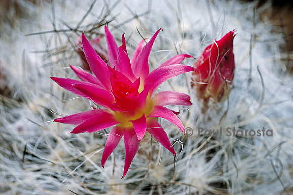 Eriosyce senilis