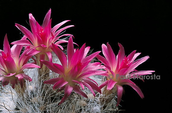 Eriosyce senilis