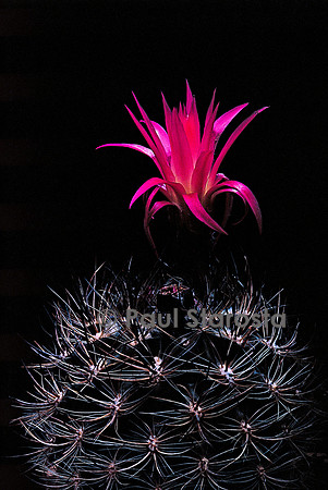 Eriosyce senilis