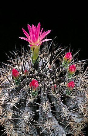 Eriosyce subgibbosa var. subgibbosa