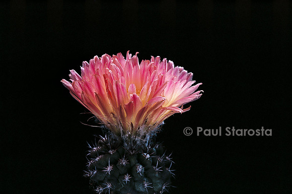 Eriosyce heinrichiana ssp. simulans