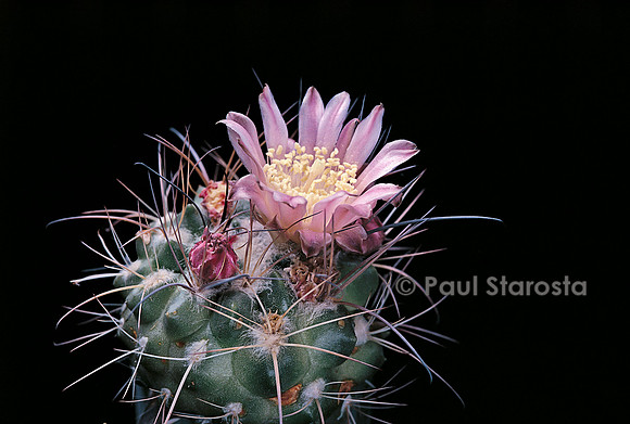Neowerdermannia chilensis