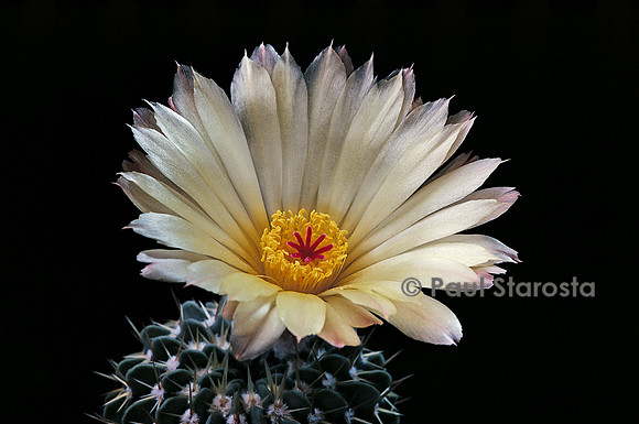 Parodia buiningii