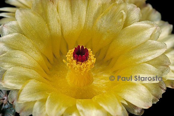 Parodia mammulosa subsp. eugeniae