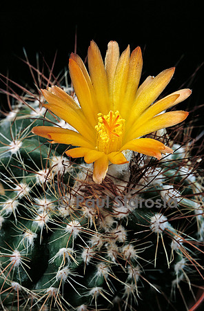 Parodia ottonis subs. horstii