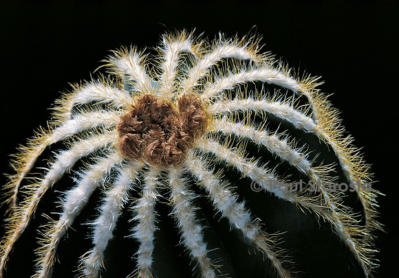 Parodia magnifica