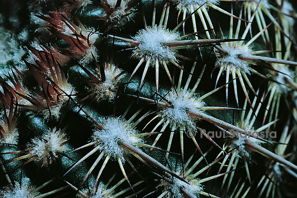 Parodia rutilans - épines
