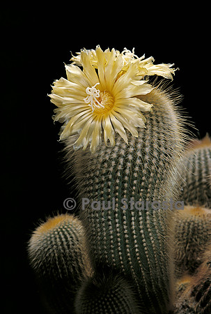 Parodia leninghausii