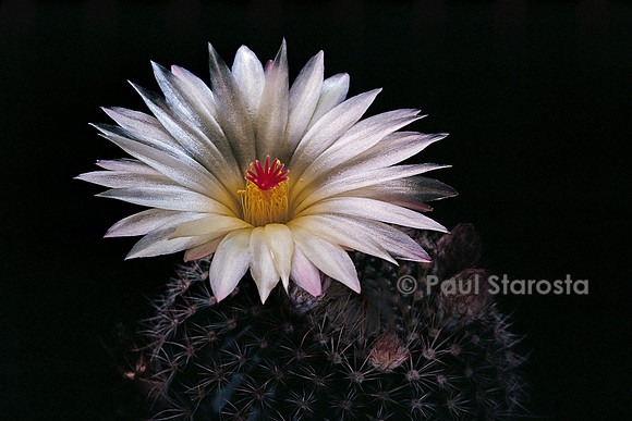 Parodia werdermanniana