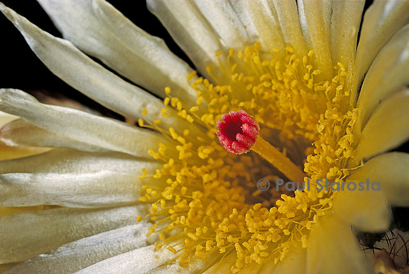 Parodia werdermanniana