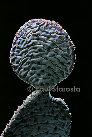 Opuntia basilaris