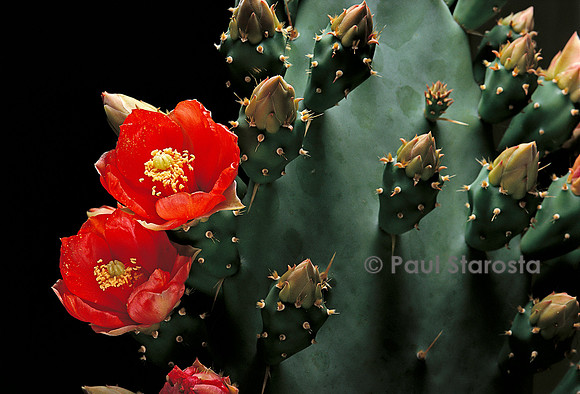 Opuntia bergeriana