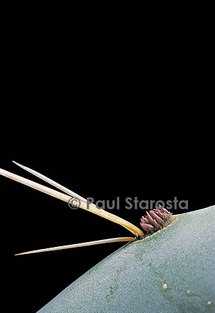 Opuntia robusta - pousse 1