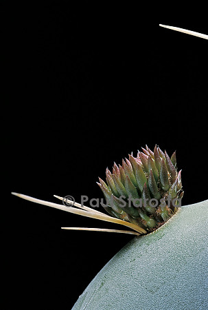 Opuntia robusta - pousse 2