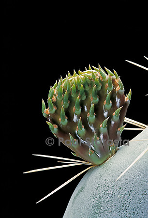 Opuntia robusta - pousse 3