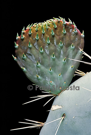 Opuntia robusta - pousse 4