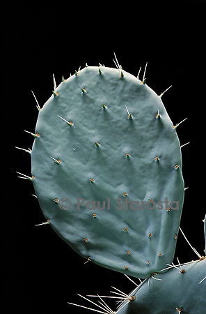 Opuntia robusta - pousse 5