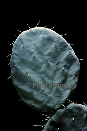 Opuntia robusta - pousse 6