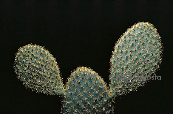 Opuntia scheeri
