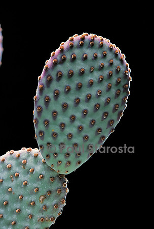 Opuntia sp.
