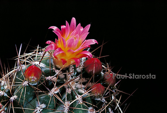 Oroya peruviana var. gibbosa