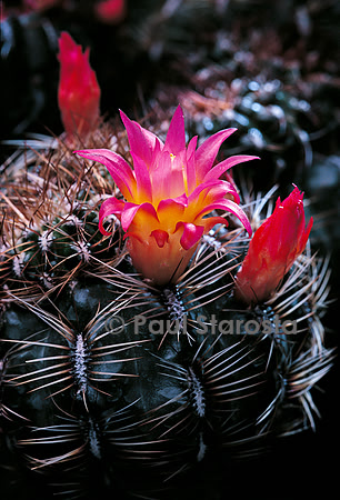Oroya laxiareolata v. albispina