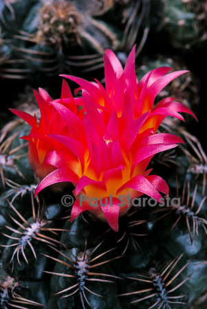 Oroya peruviana