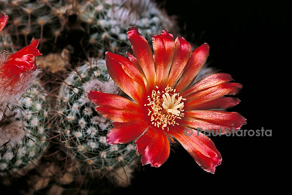 Parodia formosa