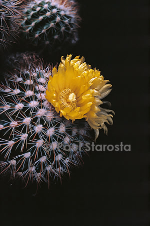 Parodia procera