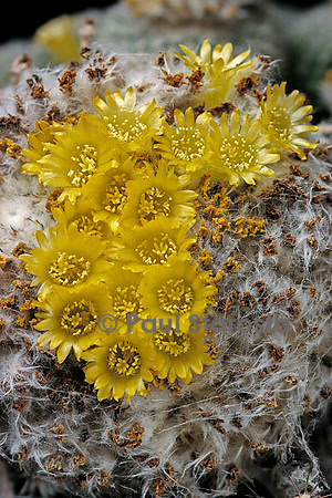 Parodia gibbulosoides