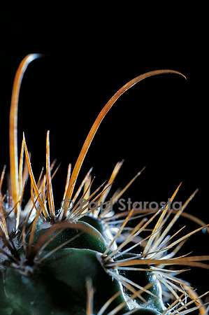 Parodia maassii - épines