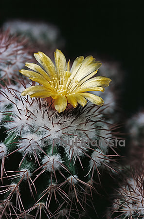 Parodia ocampoi