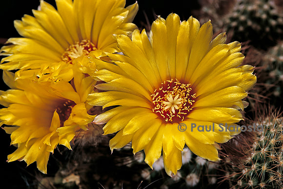 Parodia penicillata v. fulviceps