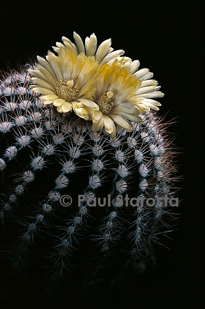 Parodia procera v. cupreo-aurea