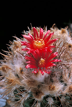 Parodia ritteri