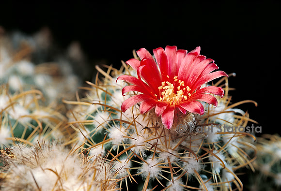 Parodia tilcarensis