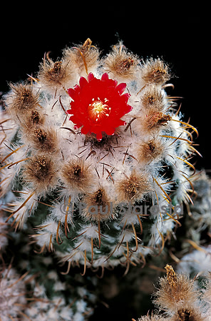 Parodia schwebsiana