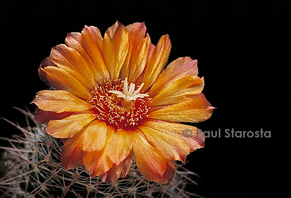 Parodia spaniosa
