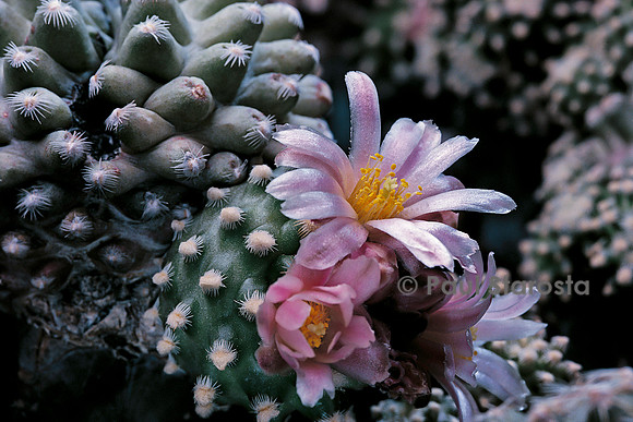 Pediocactus bradyi