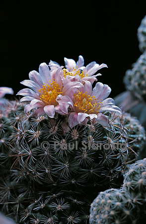 Pediocactus simpsonii