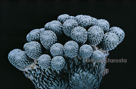 Pelecyphora aselliformis