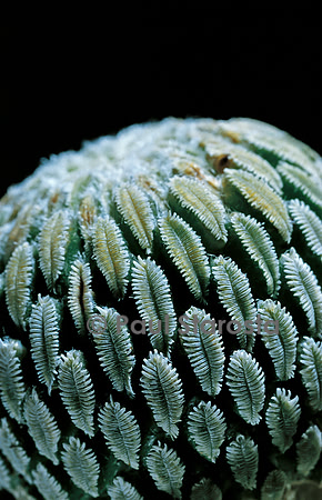 Pelecyphora aselliformis