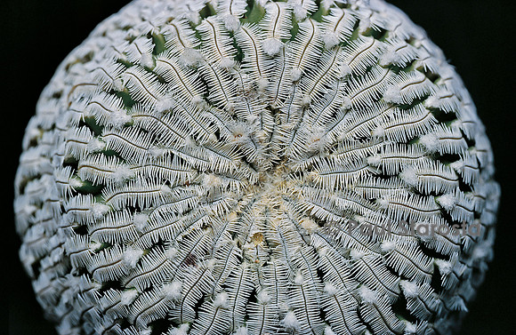 Turbinicarpus pseudopectinatus