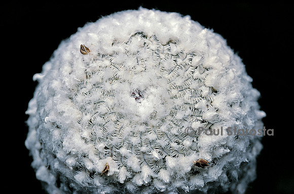 Turbinicarpus pseudopectinatus f. woolly