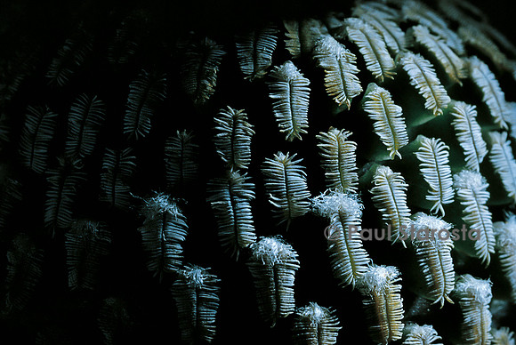 Turbinicarpus pseudopectinatus v. rubriflora