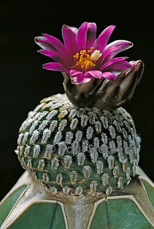 Turbinicarpus pseudopectinatus v. rubriflora