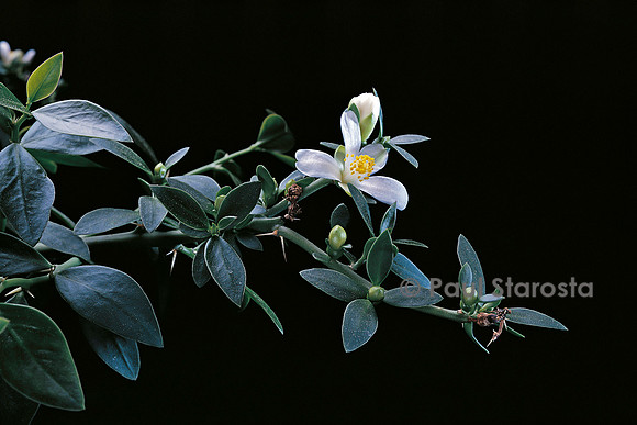 Pereskia weberiana