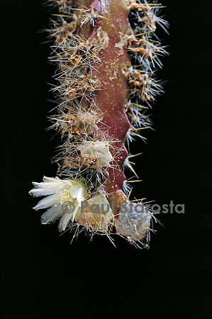 Pfeiffera gracilis